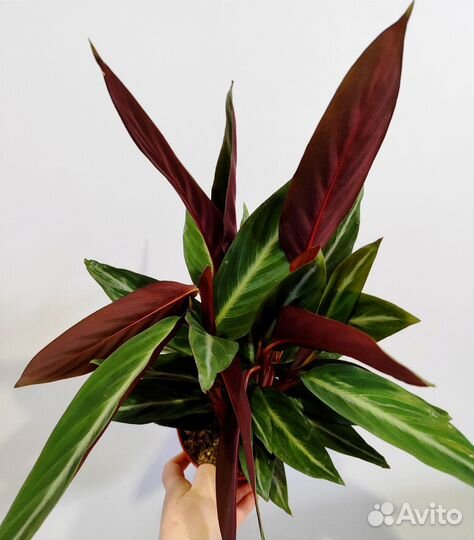 Строманта марун d14