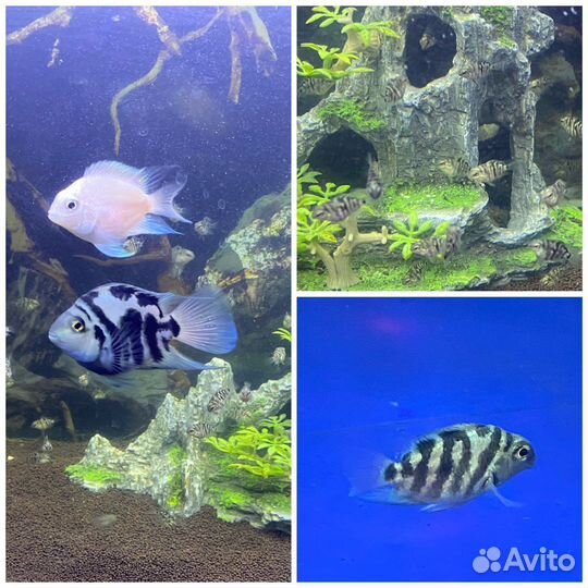 Анциструсы, сапфировый попугай, тернеции