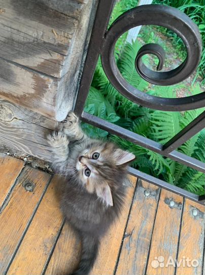 Котята 2 месяца,к лотку приучены