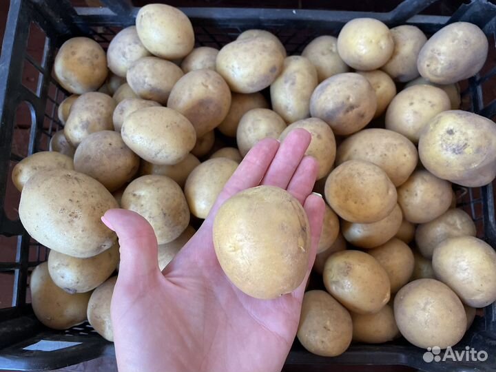 Картофель свежий урожай красный и желтый