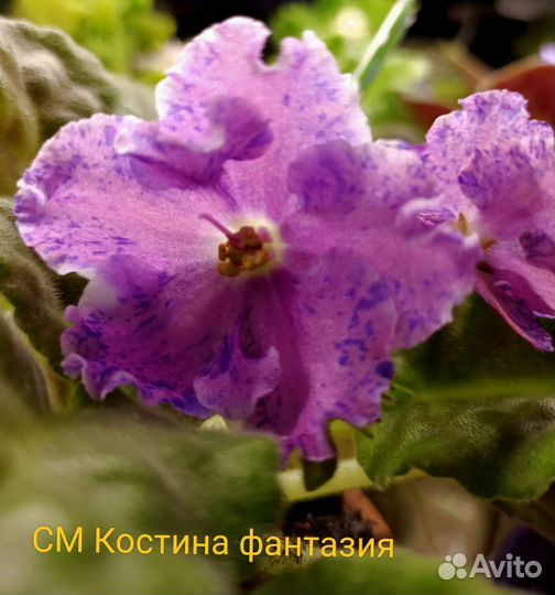 Сортовые фиалки