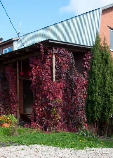 Декоративн кустарники жасмин сирень бамбук+подарки