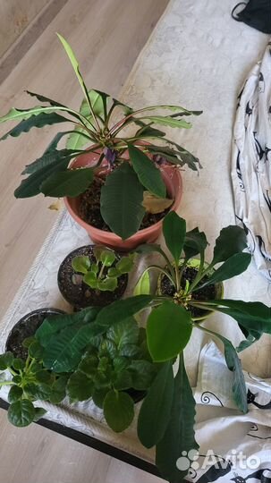 Фиалки, молочай