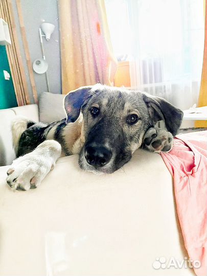 Идеальная первая собака