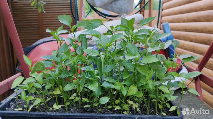 Рассада перцев