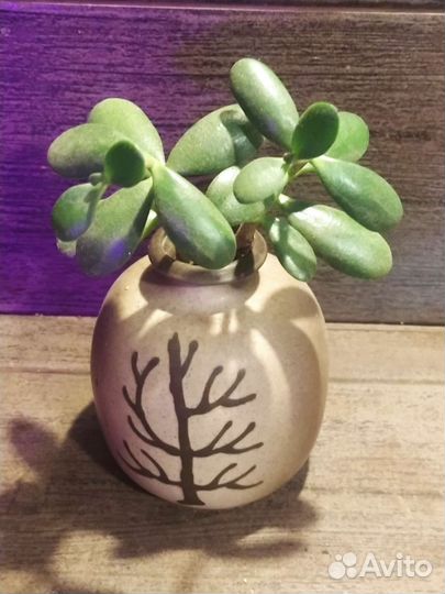 Денежное дерево, крассула толстянка