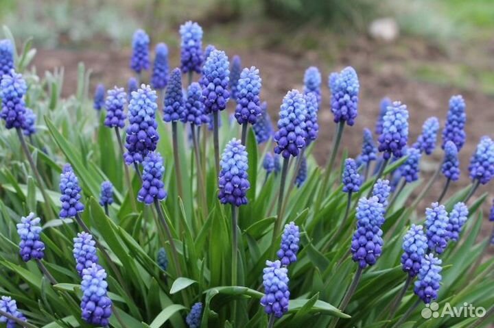 Луковицы нарциссов и мускари