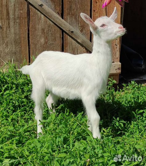 Зааненские козлята