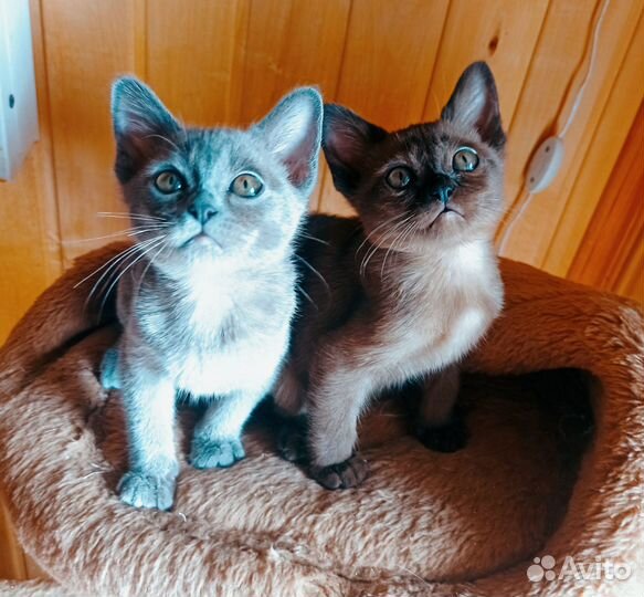 Бурманские