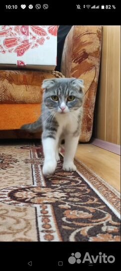 Отдам кошку