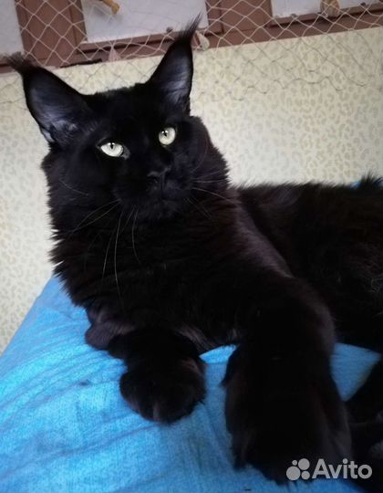 Вязка с крупным мейн-куном чемпионом