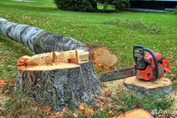 Расчистка участка от деревьев и кустарников