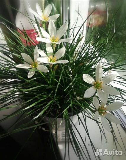 Зефирантес выскочка