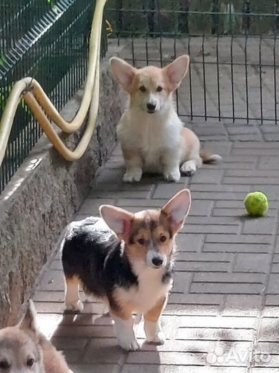 Щенки вельш-корги пемброк