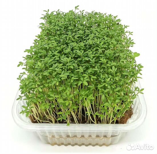 Микрозелень