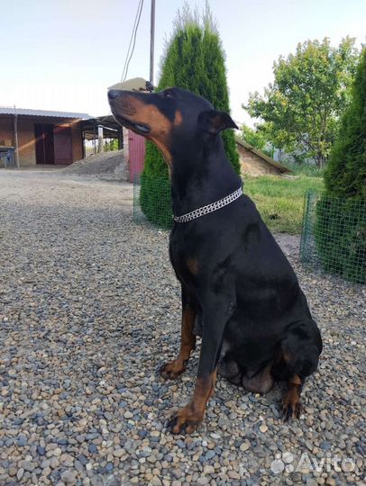 Собаки щенки добермана