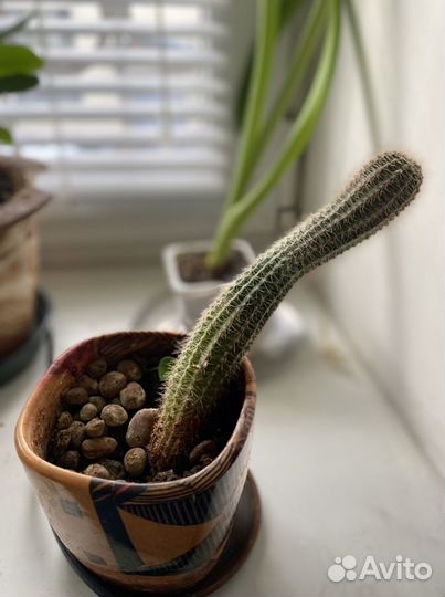 Кактус. Цветы