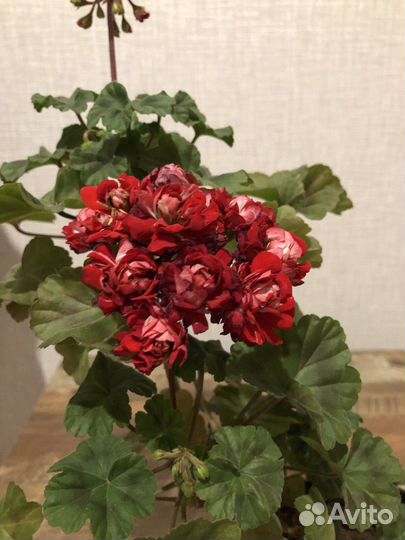 Пеларгония красная розебудная