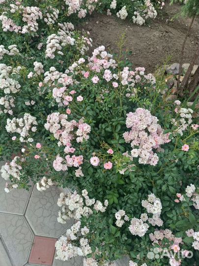 Бордюрные розы