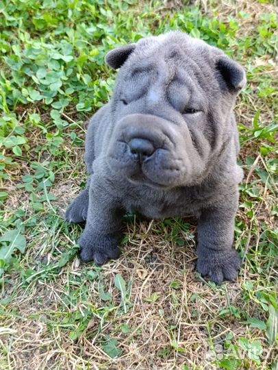 Щенки шарпея