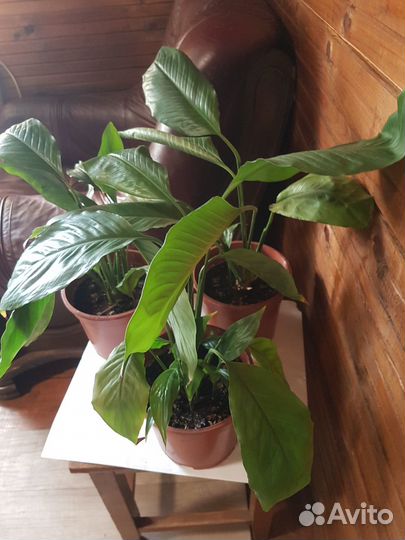 Комнатные растения