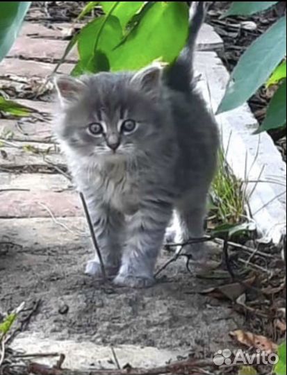 Мальчик добрым людям