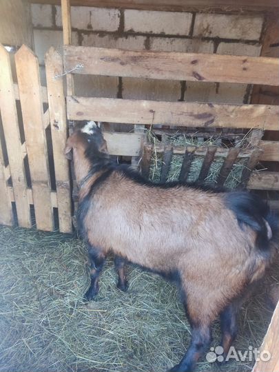 Вязка Нубийский козел