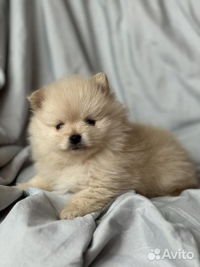 Померанский шпиц