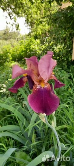 Ирисы Гвоздика садовая перистаяМноголетники