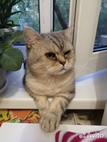 Коты для вязки