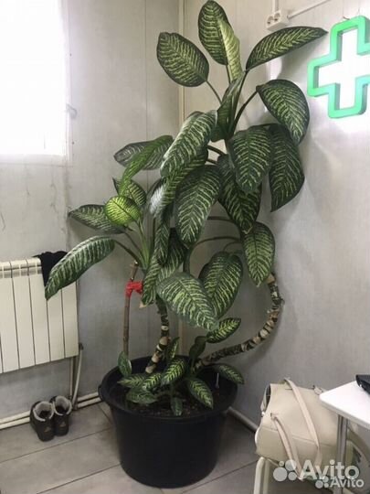 Диффенбахия отростки