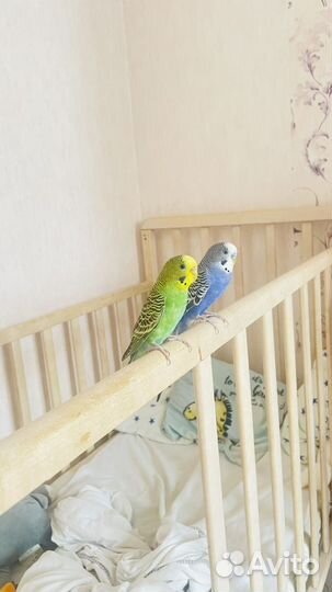 Волнистый попугай с клеткой