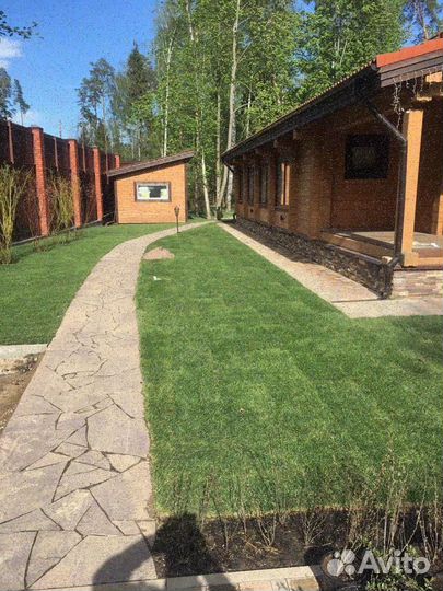 Рулонный газон элитный