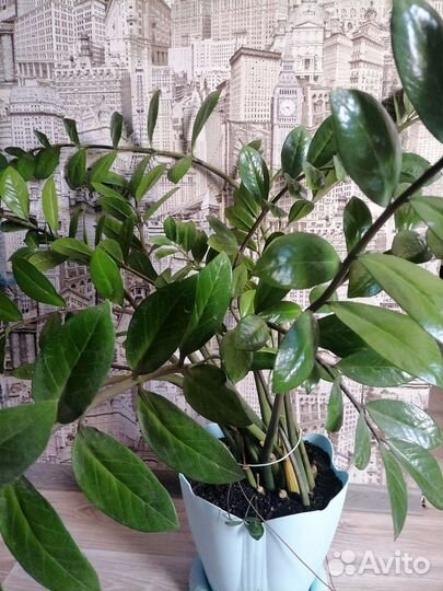 Замиокулькас растение