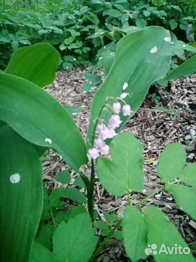 Редкие растения для сада