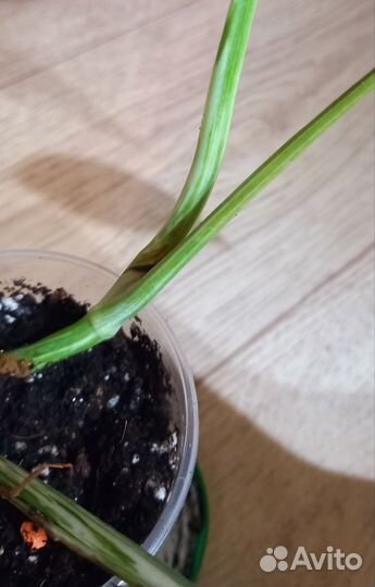 Монстера альба