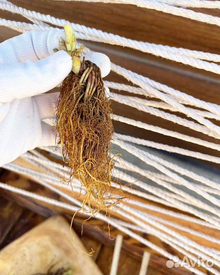 Саженцы клубники фриго