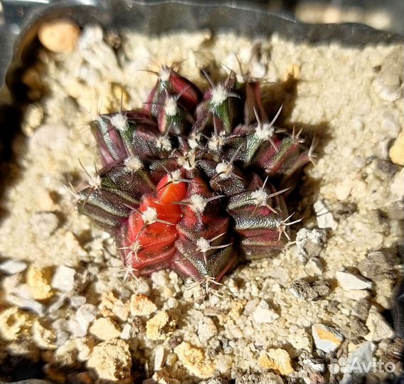 Кактус гимнокалициум вариегатный