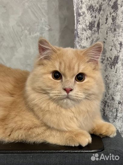 Отдам породистого кота в добрые руки