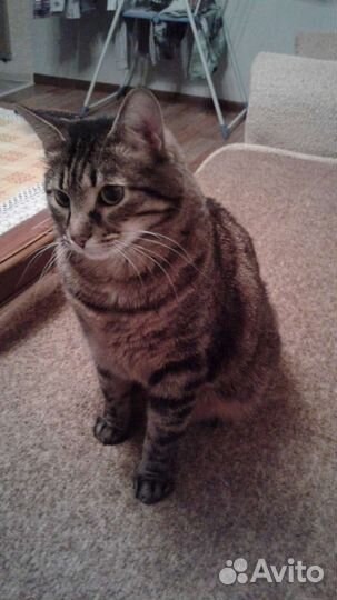 Отдам кота в добрые руки