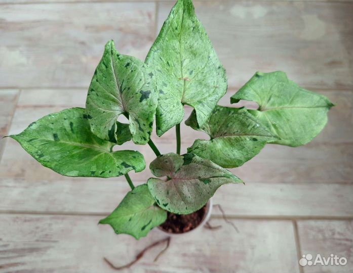 Сингониумы из частной коллекции