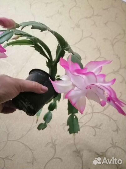 Декабрист Мадам баттерфляй