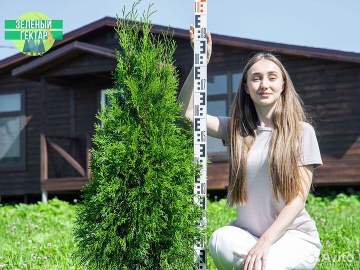 Туя смарагд 1 м свежая копка 2023