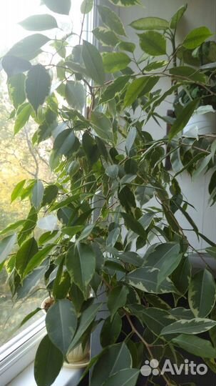 Драцена, фикус, юкка, диффенбахия, сансивеерия