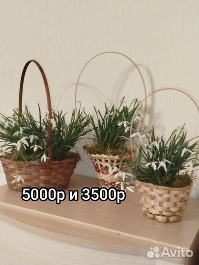 Подснежники для любимых