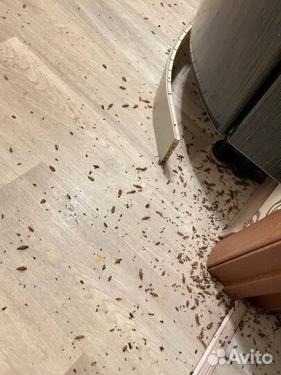 Уничтожение клопов, тараканов Дезинсекция