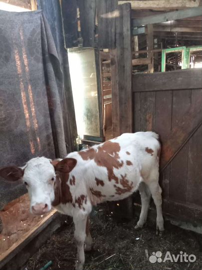 Корова дойная