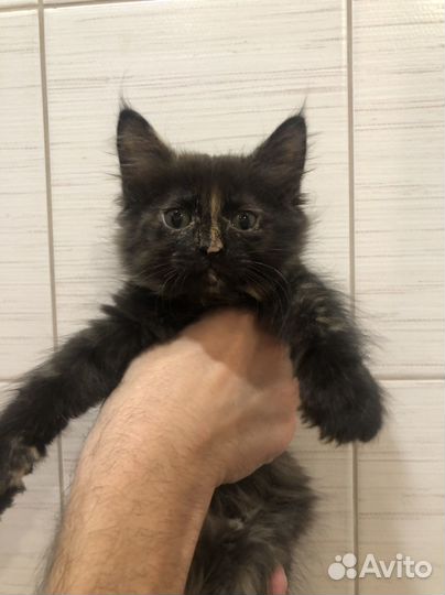 Котята в добрые руки 3 мес