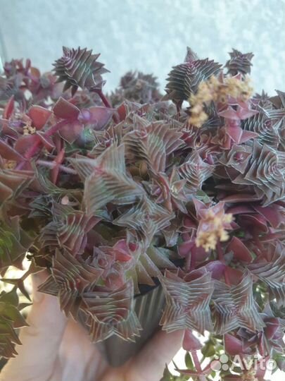 Суккуленты 1