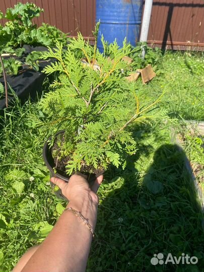 Туя вагнери